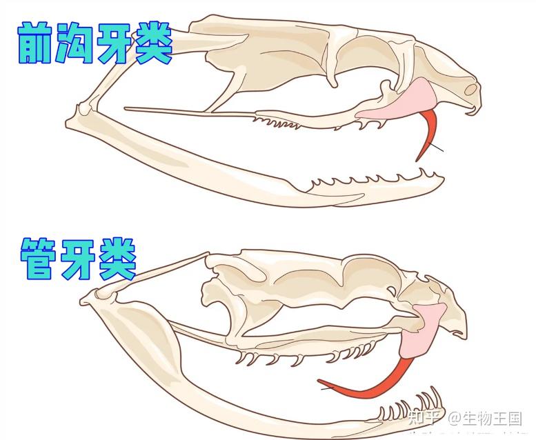 头皮发麻!十堰一蓄水池内惊现三条毒蛇,正在从蛤蟆身上提取毒素