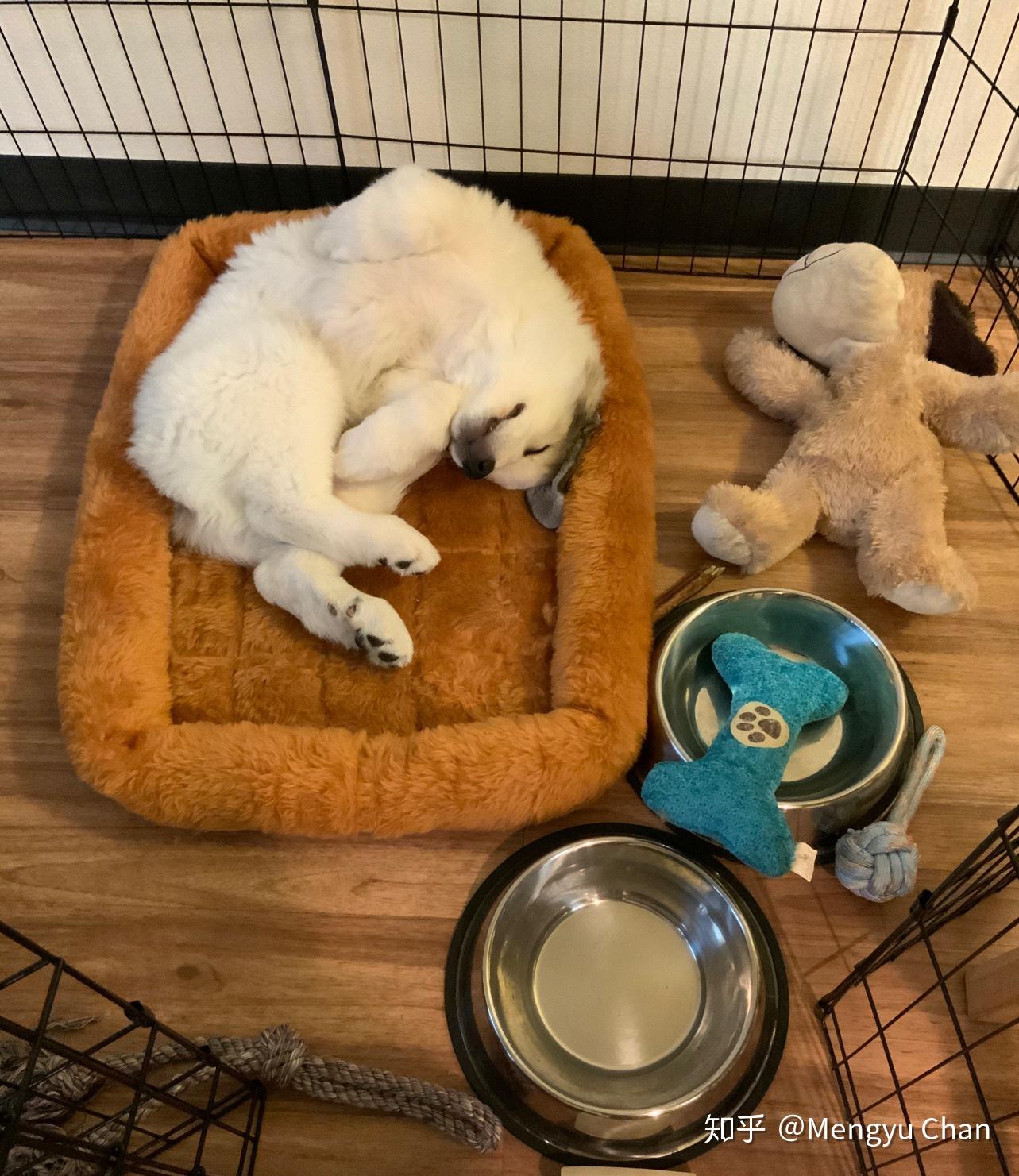 大白熊犬阿棉的日常