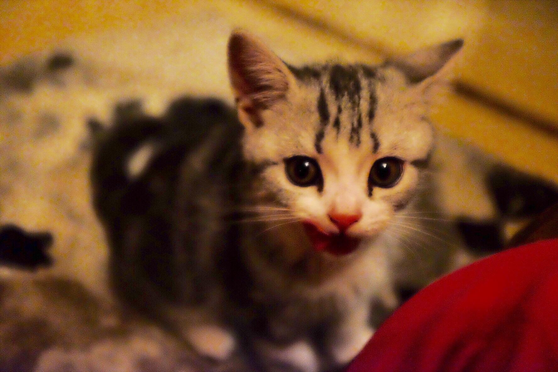 什么宠物猫最黏人 v2-7beb73b5716c51c561279dbb9a0e7946_r.jpg
