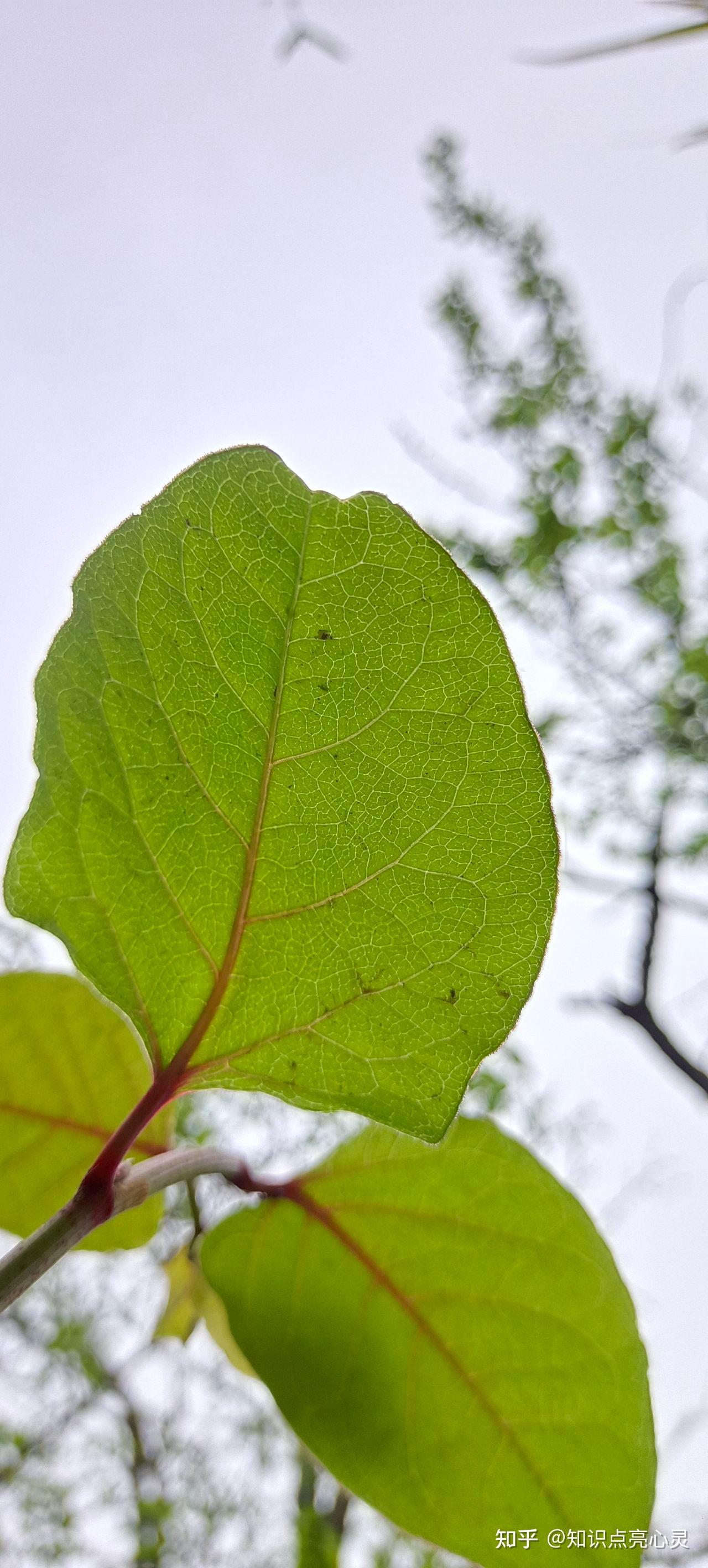 029 虎杖 酸筒杆 酸汤杆 大接骨 植物百科