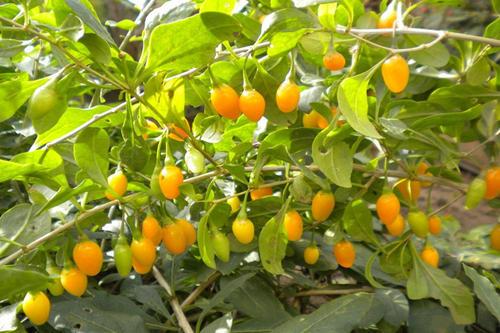 惊了枸杞居然有7个品种