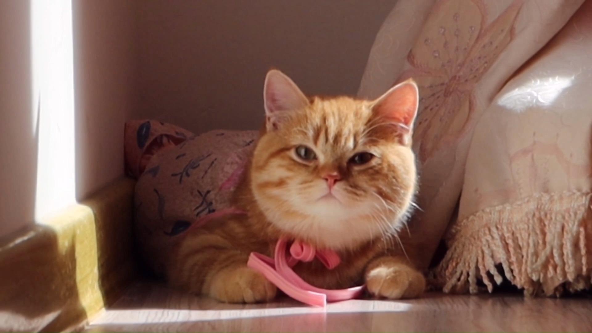 听说橘猫的颜色就是阳光洒下的颜色