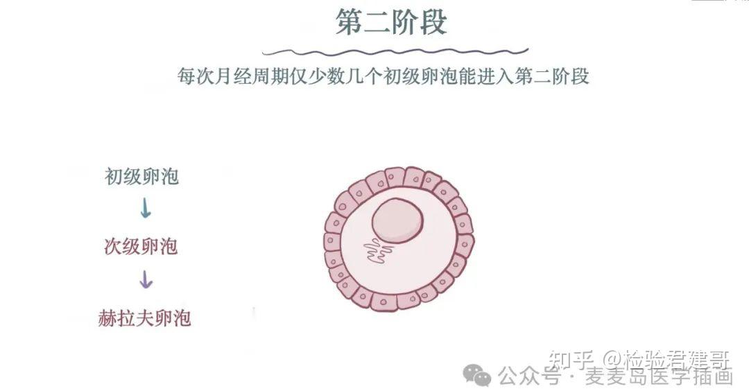 超详细的卵泡发育过程插画!学习生殖必须要知道的基础 - 知乎