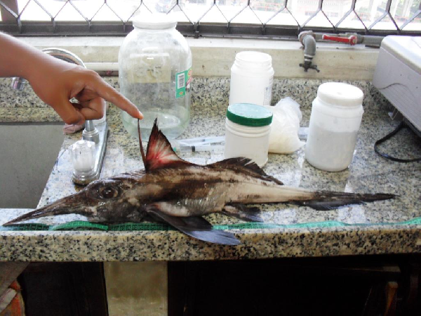 【动物分类志】软骨鱼纲 · 银鲛目