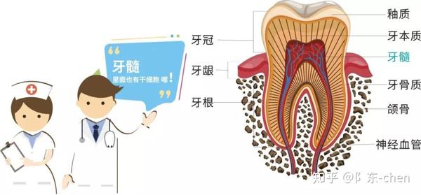 什么是牙髓干细胞，有什么用处？