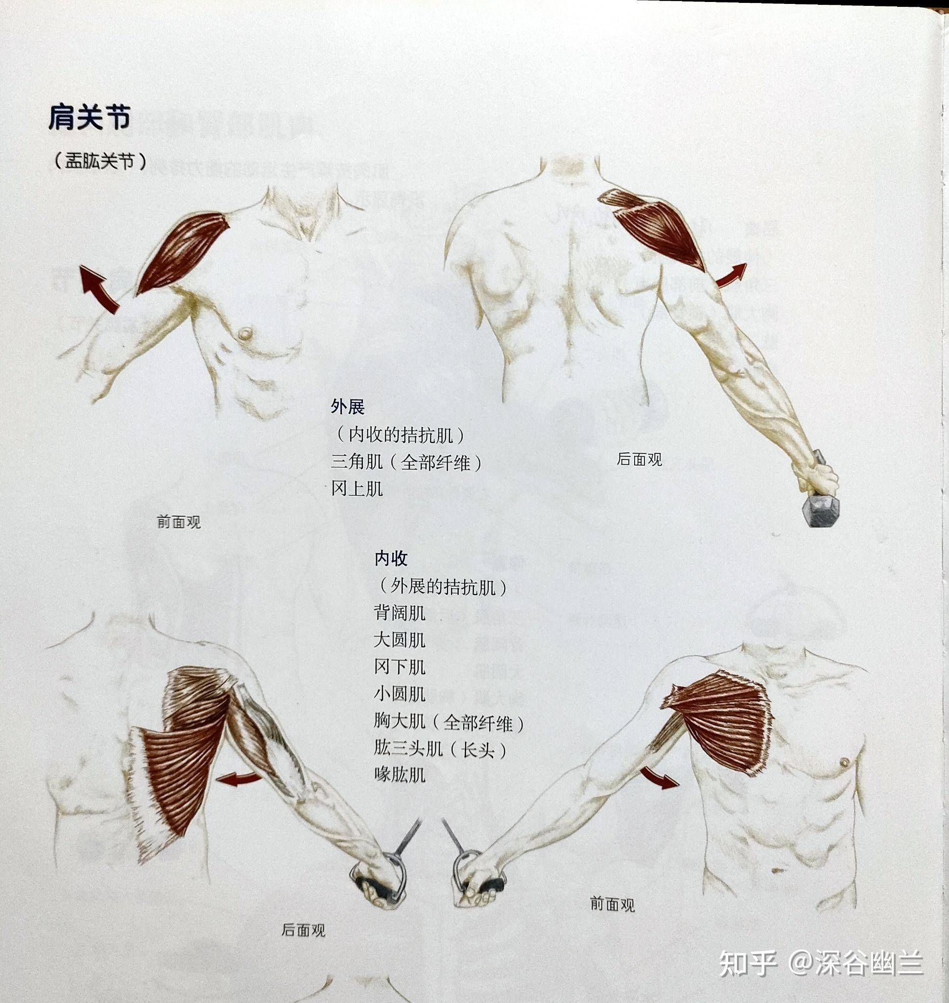 上肢外展动作图片图片