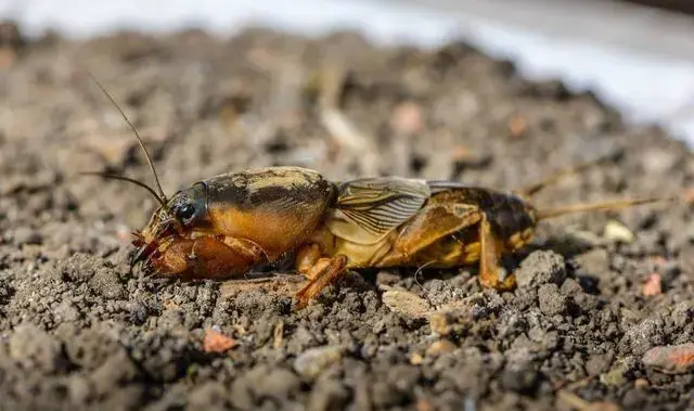 蝼蛄,俗名耕狗,拉拉蛄,扒扒狗,土狗崽(西南地区),蠹蚍(度比仔),东北称