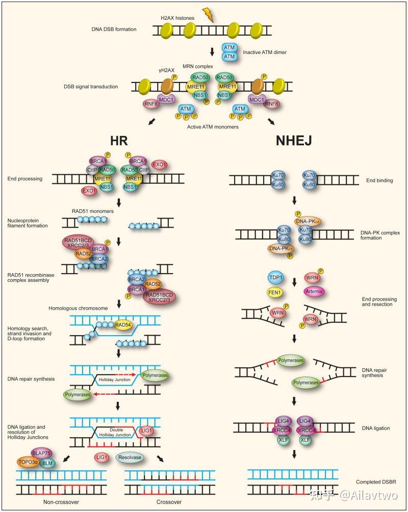 nga遗传基因200图片合集图片