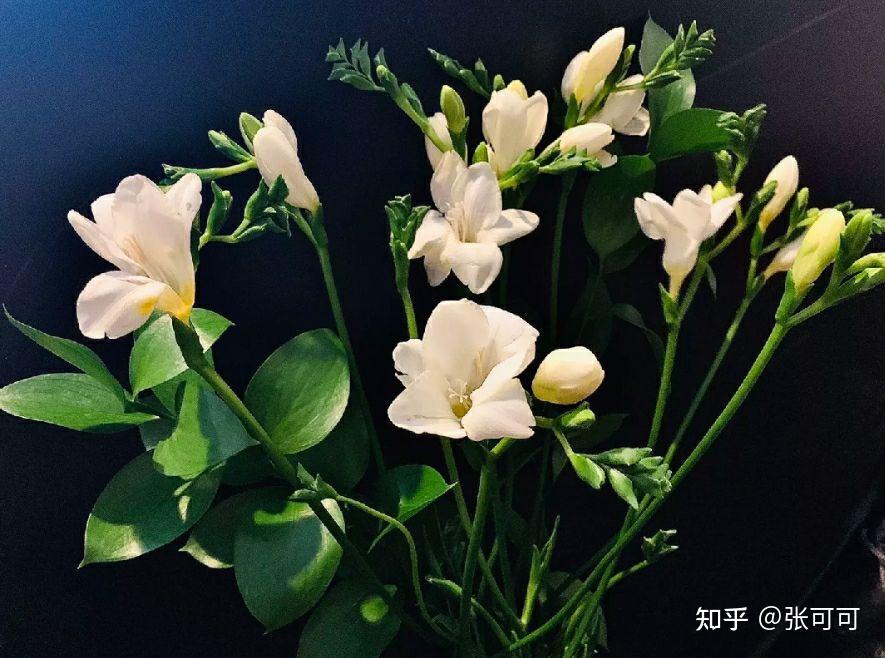 祖玛珑英国梨小苍兰到底什么味道