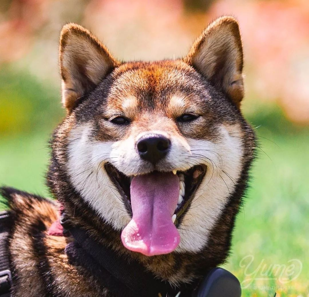 基因最接近狼的狗狗竟然不是二哈？ - 知乎