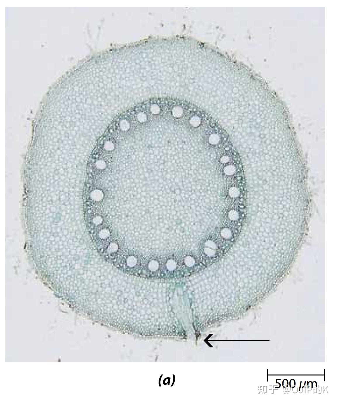 【植物学】【生物竞赛】根的初生结构 - 知乎