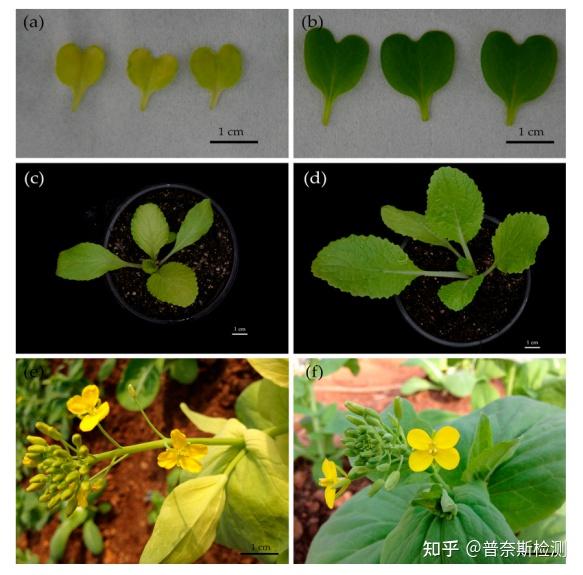 华中农业大学万正杰团队研究发现大白菜细胞质雄性不育系叶片黄化的