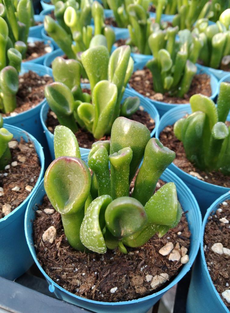 fourty筒叶花月景天科青锁龙属