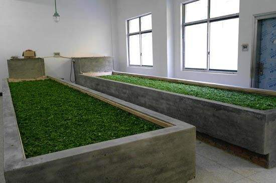 你喝的红茶都是全发酵