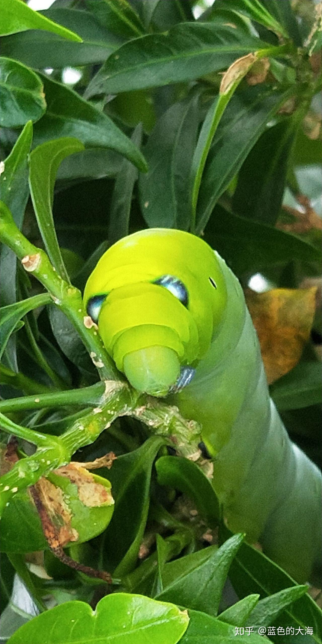 第一次觉得虫子也是可以可爱的. - 知乎