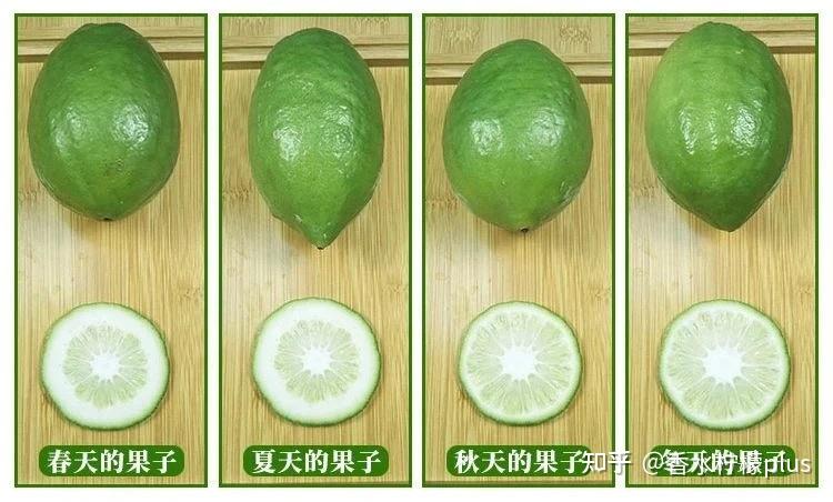 香水柠檬的四季变化
