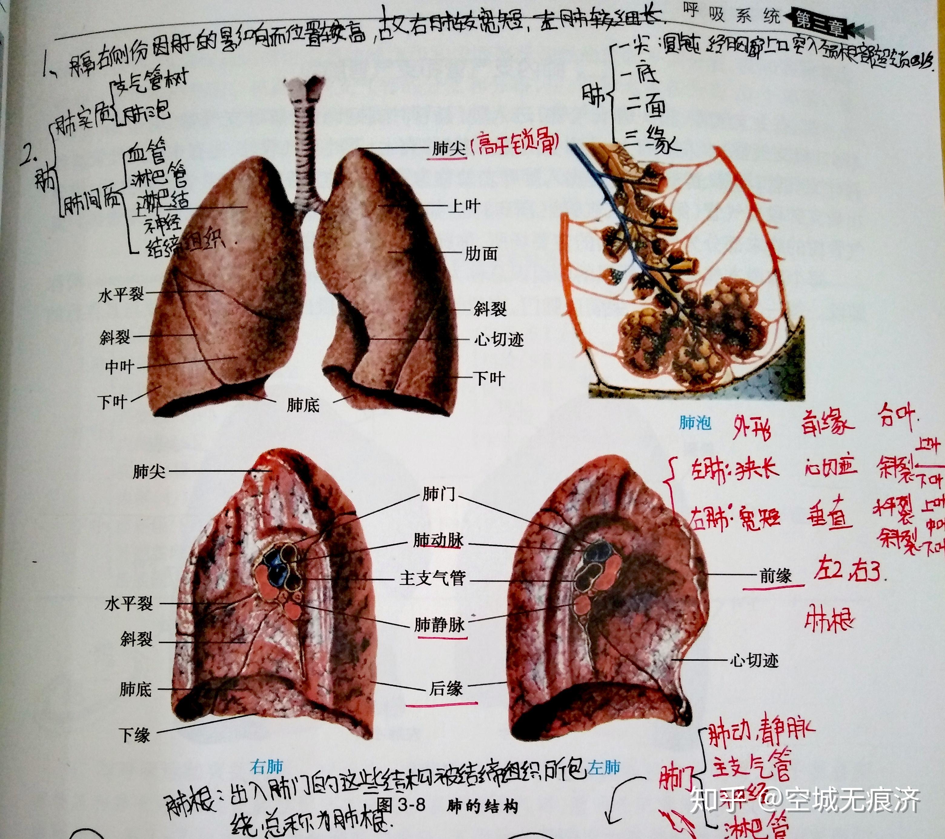 解剖收藏 | 肺段段间平面解剖学实质_组织