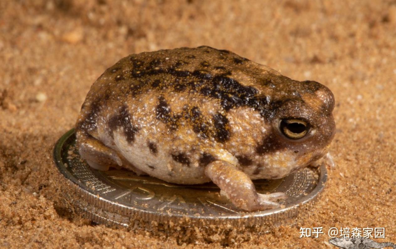 沙漠里的神奇物种沙漠雨蛙