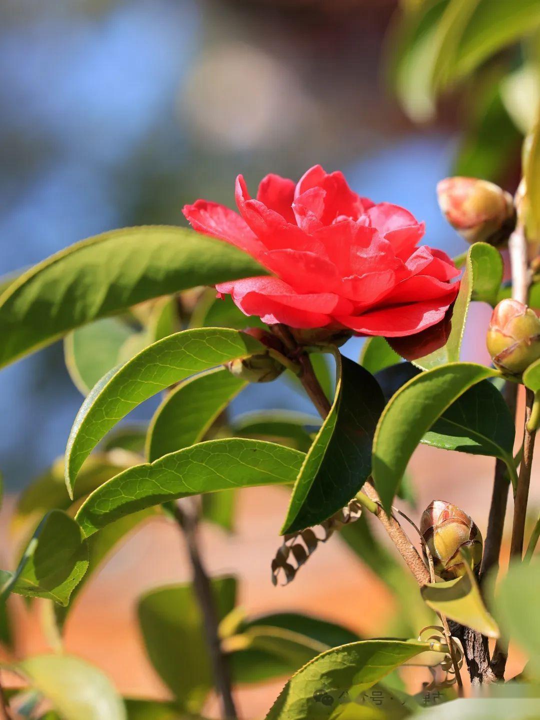 洱海公园茶花盛开风景无限好附美图