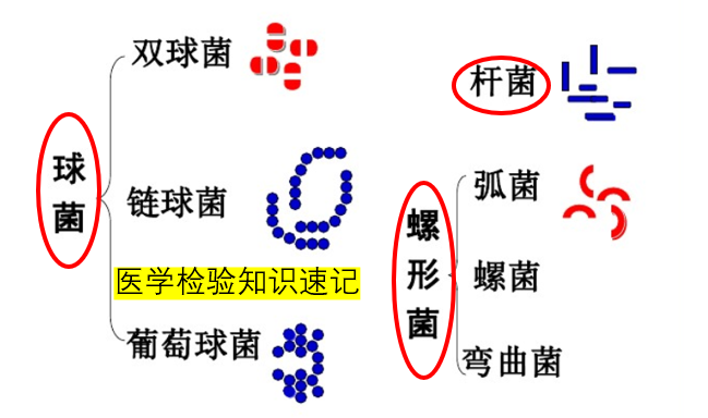 跟着教科书去认识细菌之金黄色葡萄球菌 - 知乎