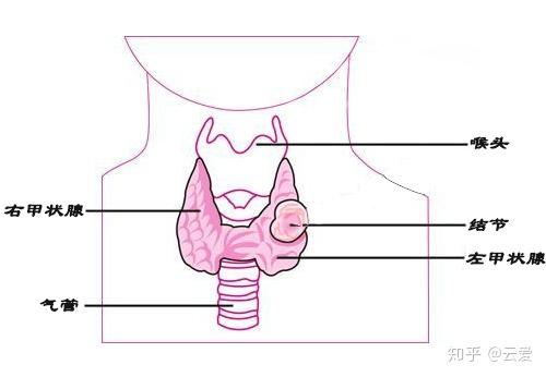 甲狀腺大家再為熟悉不過了,甲狀腺是人體非常重要的內分泌器官,位於