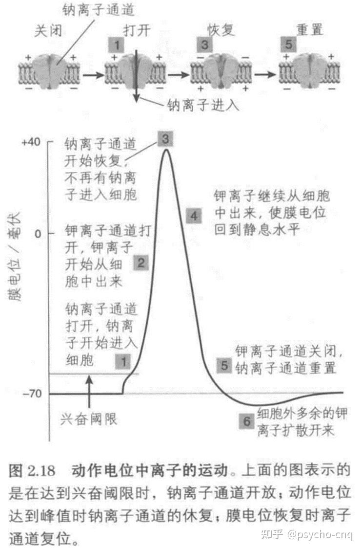 突触单向传递简图方向图片