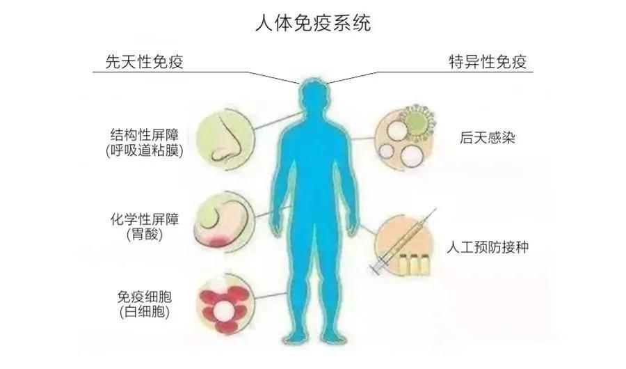调控:清除体内衰老,死亡,损伤的细胞1,防御感染:机体抵抗病原微生物