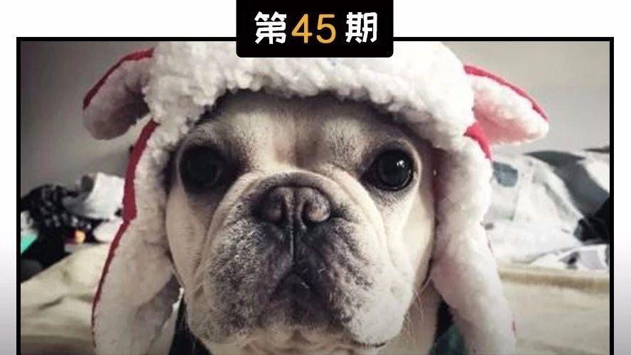 你一定要知道 四种最常见的犬类寄生虫及其症状 知乎