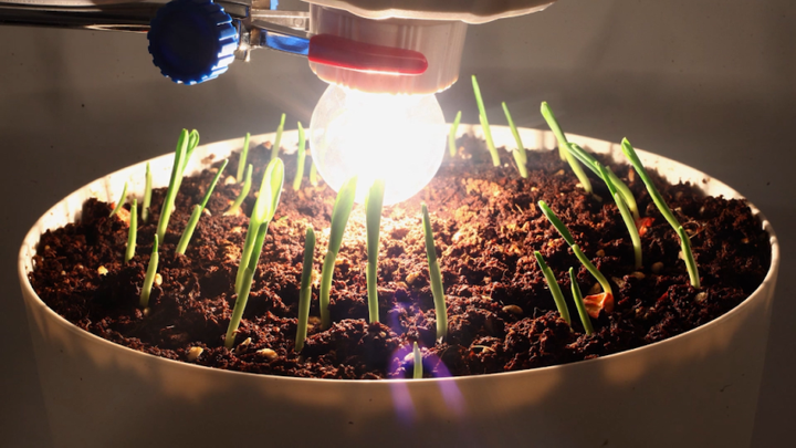 植物没有大脑,却能朝着阳光生长,这种“向光性”的科学机制是什么? - 知乎