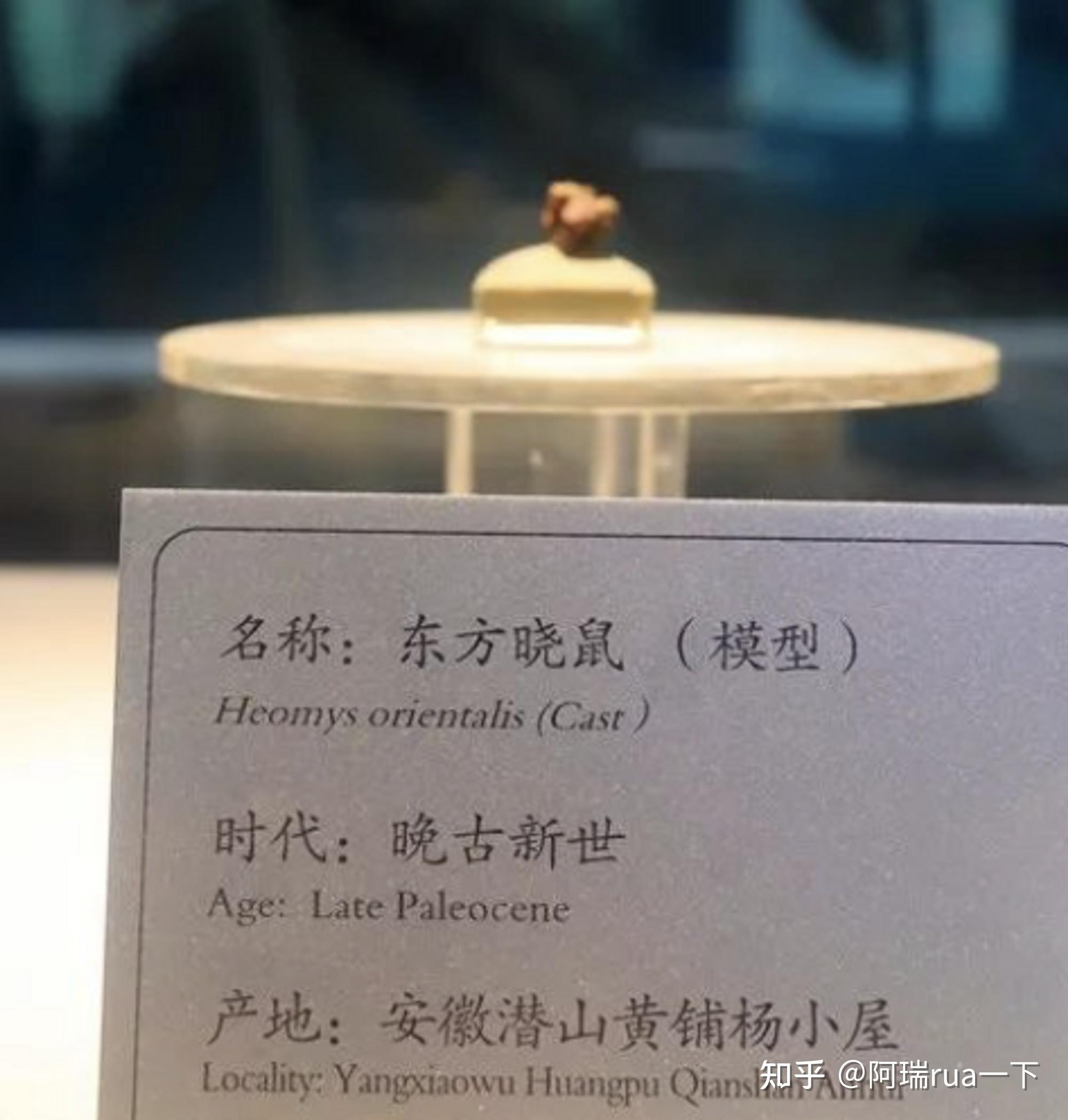 仓鼠的祖先-东方晓鼠 世界上最古老的鼠