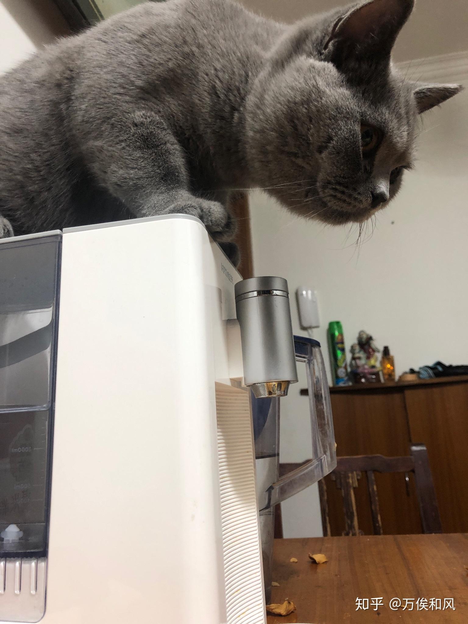 一只猫要几个月才长大 v2-7c5f3d5c8746c6c31cdff691e79aeccb_r.jpg