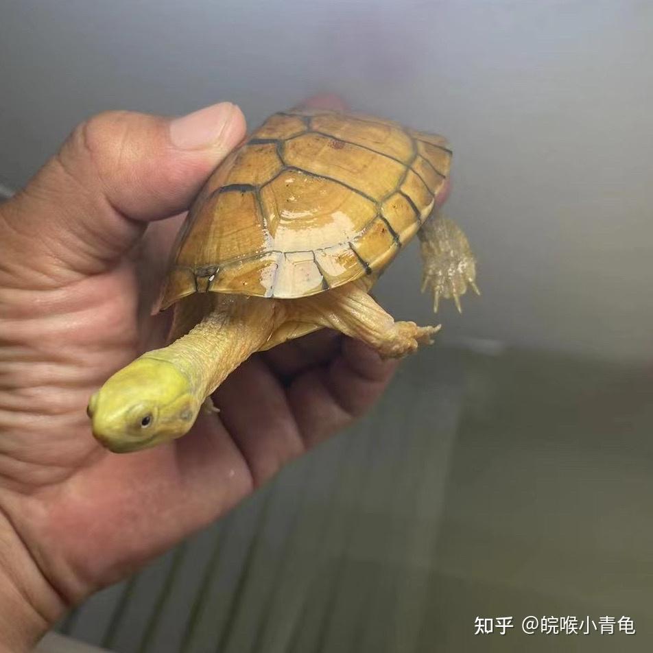 黄喉拟水龟的饲养指南（精华版） - 知乎