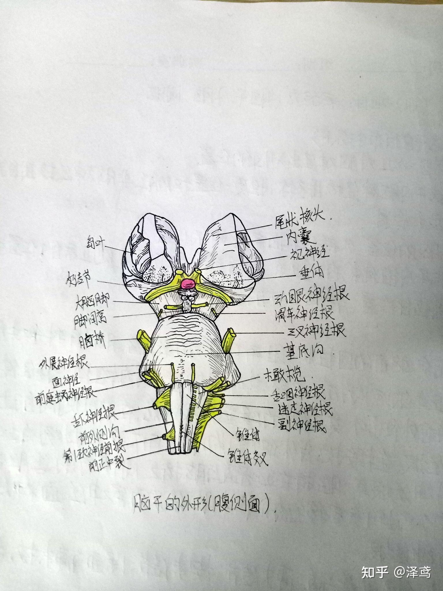 实验十四.脊神经绘图:手皮肤的神经分布图