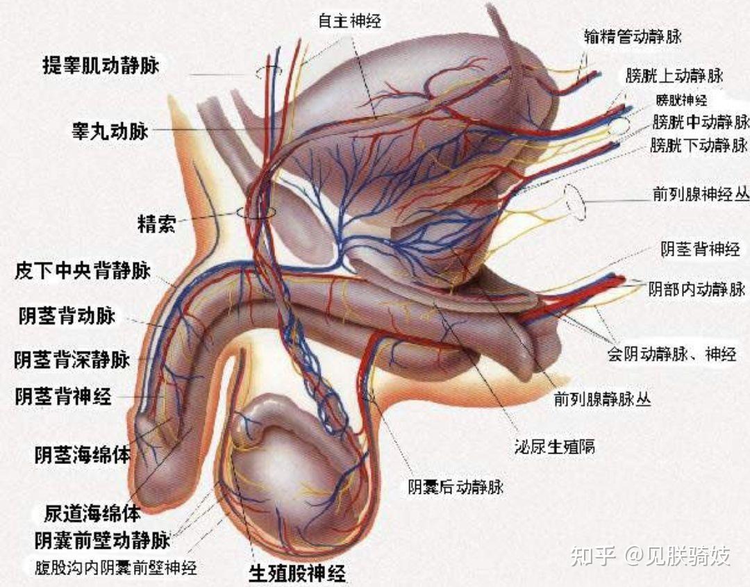 提睾反射 女性图片