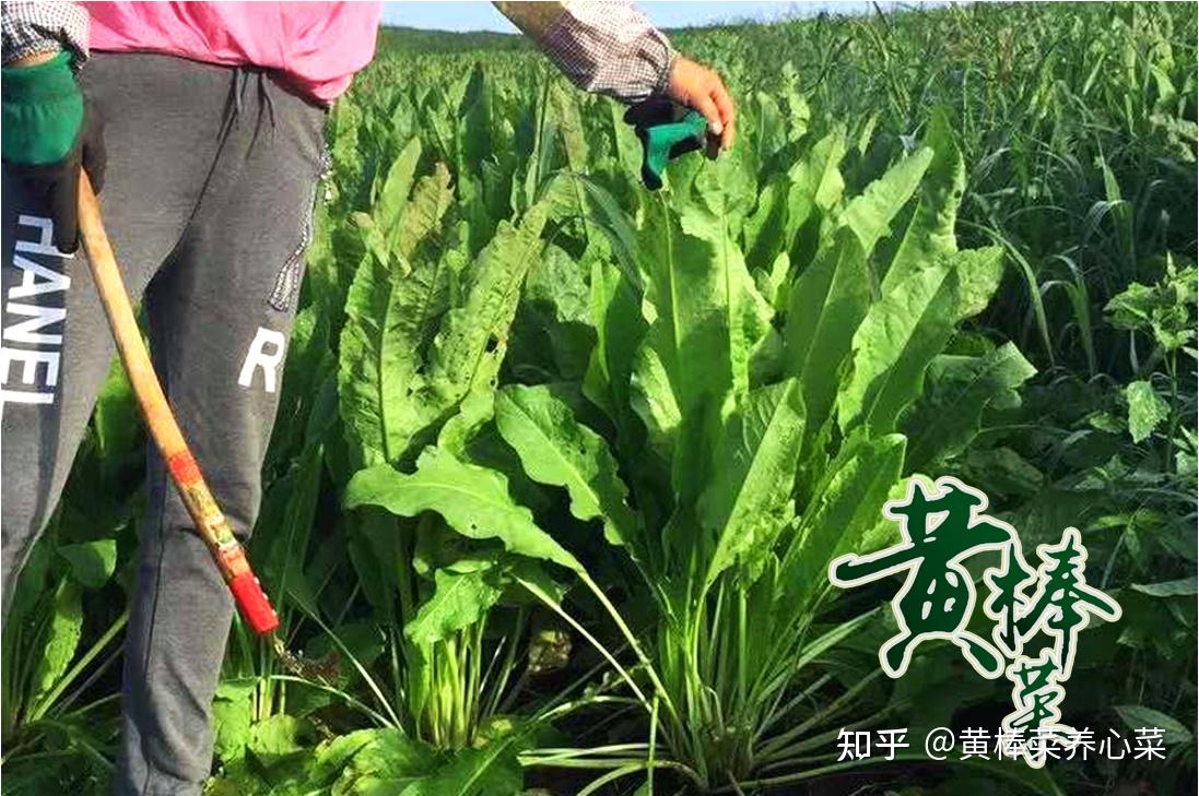 黄棒菜百科图片