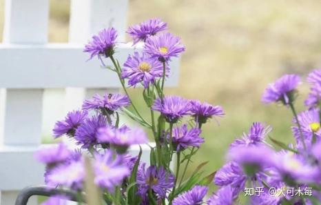 马克花艺 七夕送ta一束孔雀草 让心意更有新意 知乎