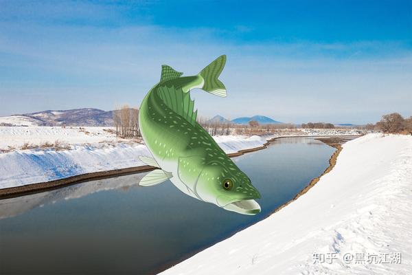 冬季的大青鱼喜欢什么气味 冬天如何让青鱼开口 冬钓青鱼的技巧 青鱼吃什么饵料冬天 Urpimp网