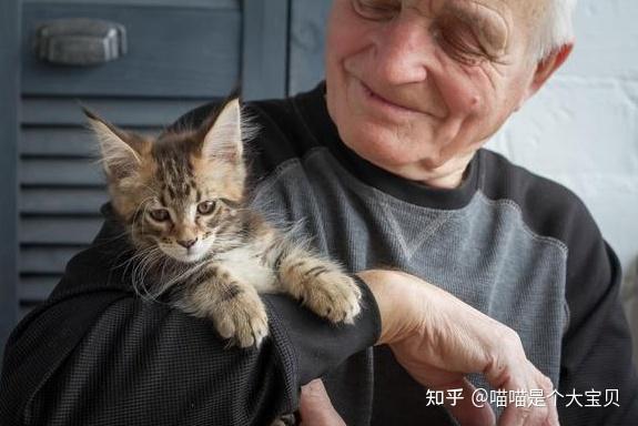 长期养猫与不养猫的人,谁更长寿?兽医道出真相! - 知乎