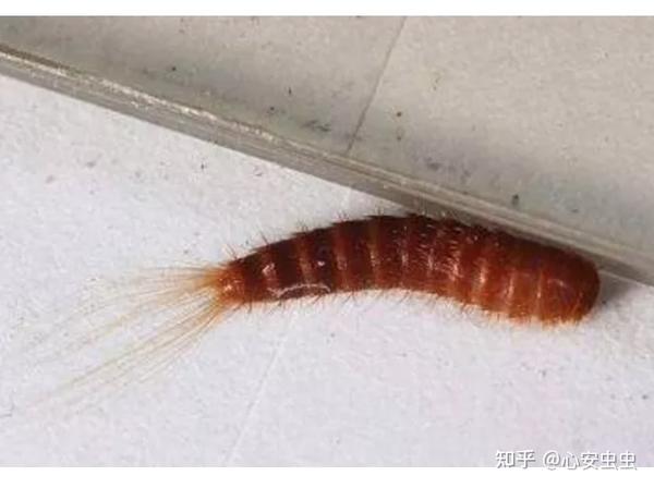 家里发现“毛毛虫”,真名叫“皮蠹” ,我们该咋办? - 知乎