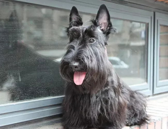 每日一宠:苏格兰梗犬 - 知乎