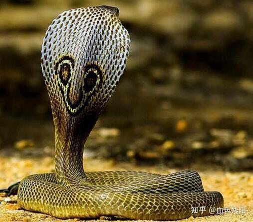 被眼镜蛇或眼镜王蛇咬到是一种怎样体验?