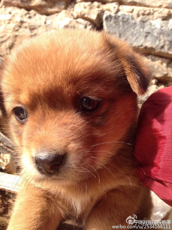 中华田园犬的颜值可以多高?