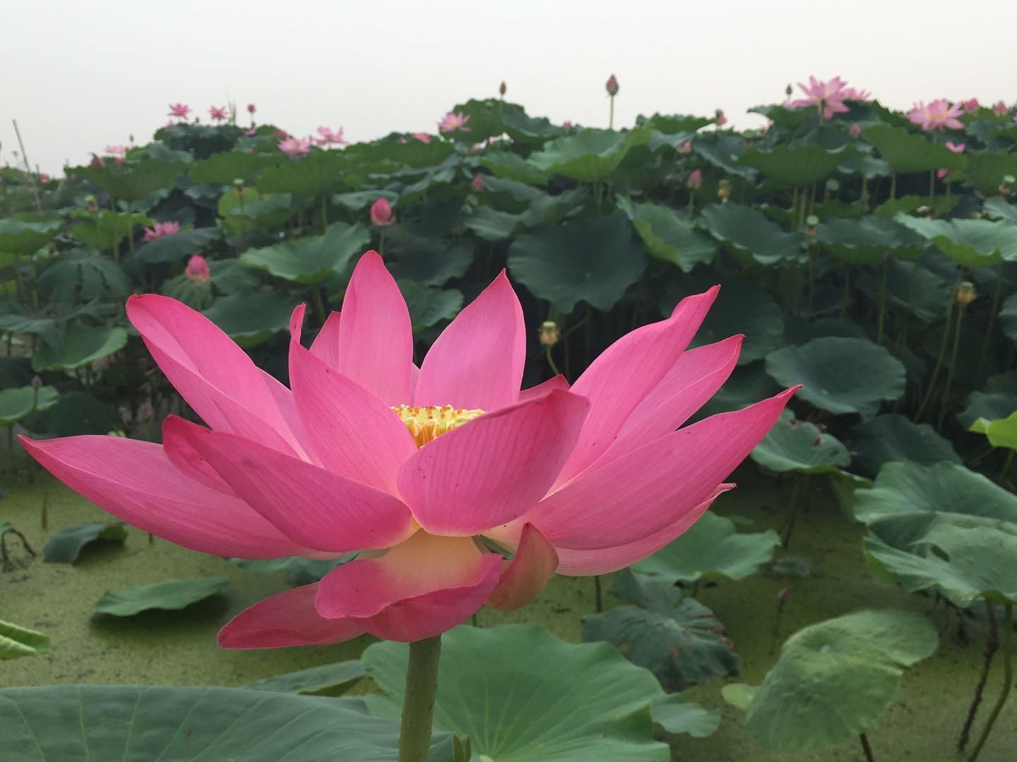 荷花种子 莲子 种植方法 知乎 荷花种子 莲子 种植方法 知乎