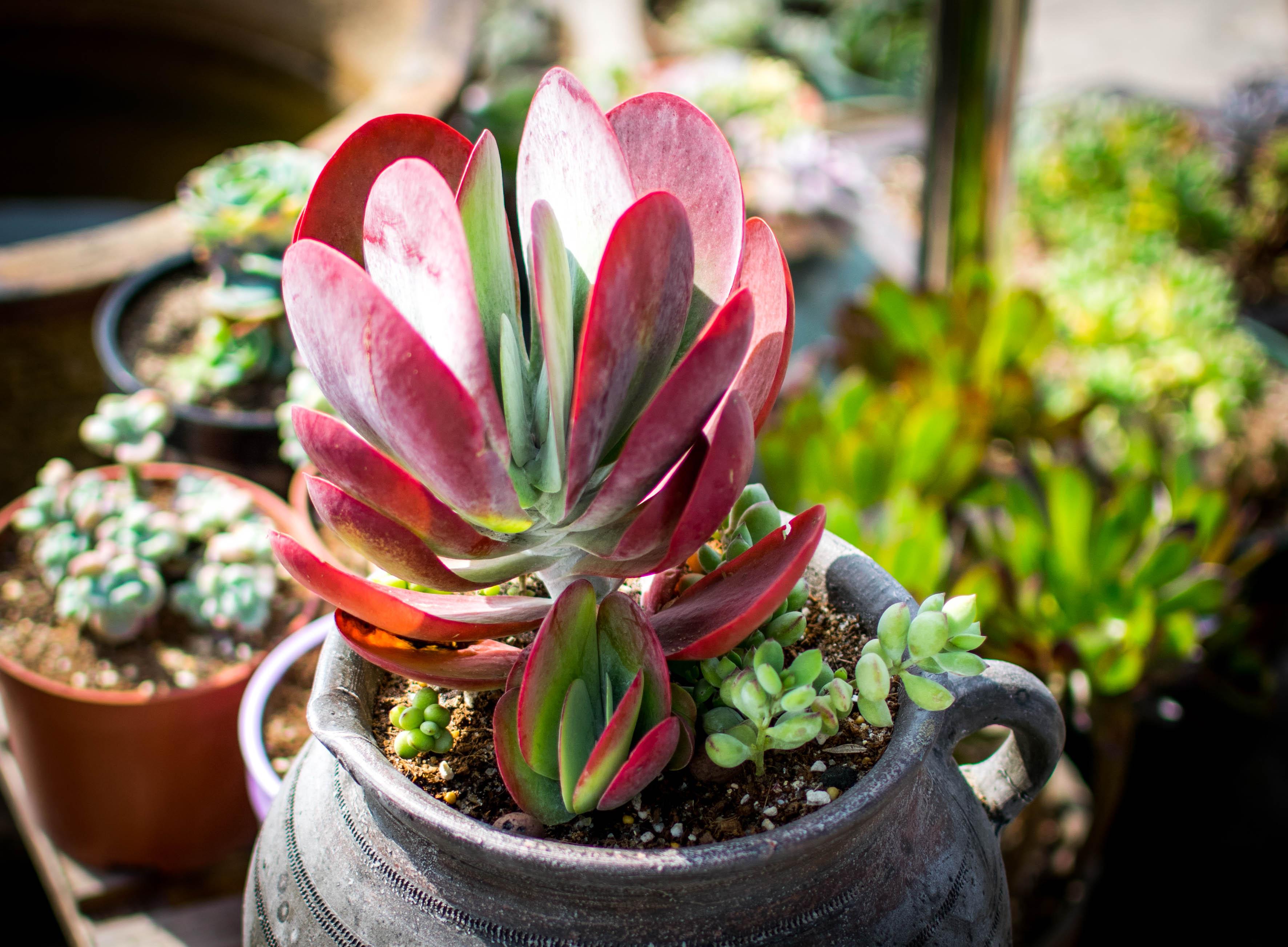 有什么适合新手养的多肉植物?还有现在是冬天