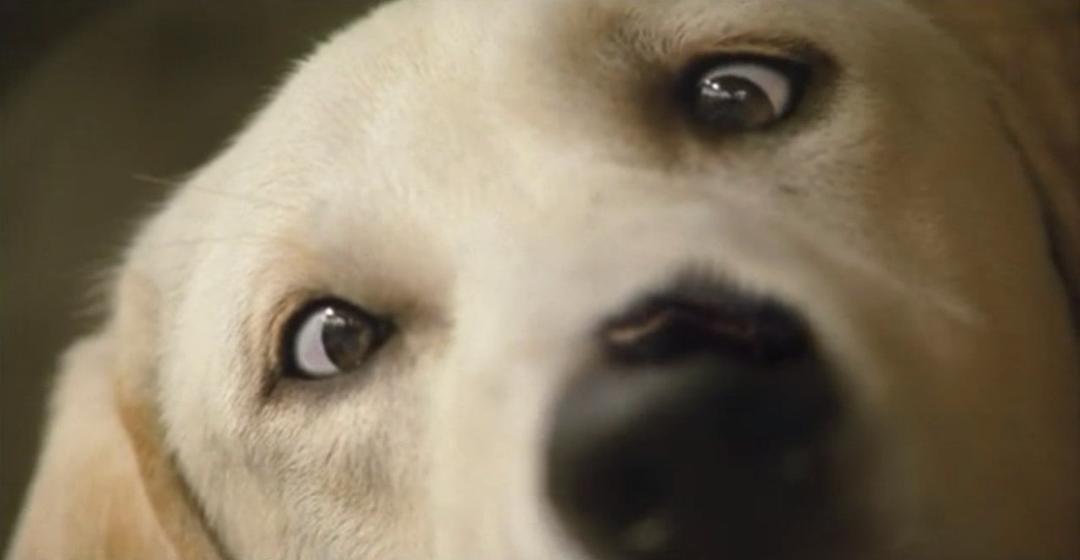 如何给狗狗打虫 v2-7cd2a1a367f20fc3007d811f00d43f9d_1440w.jpg?source=172ae18b