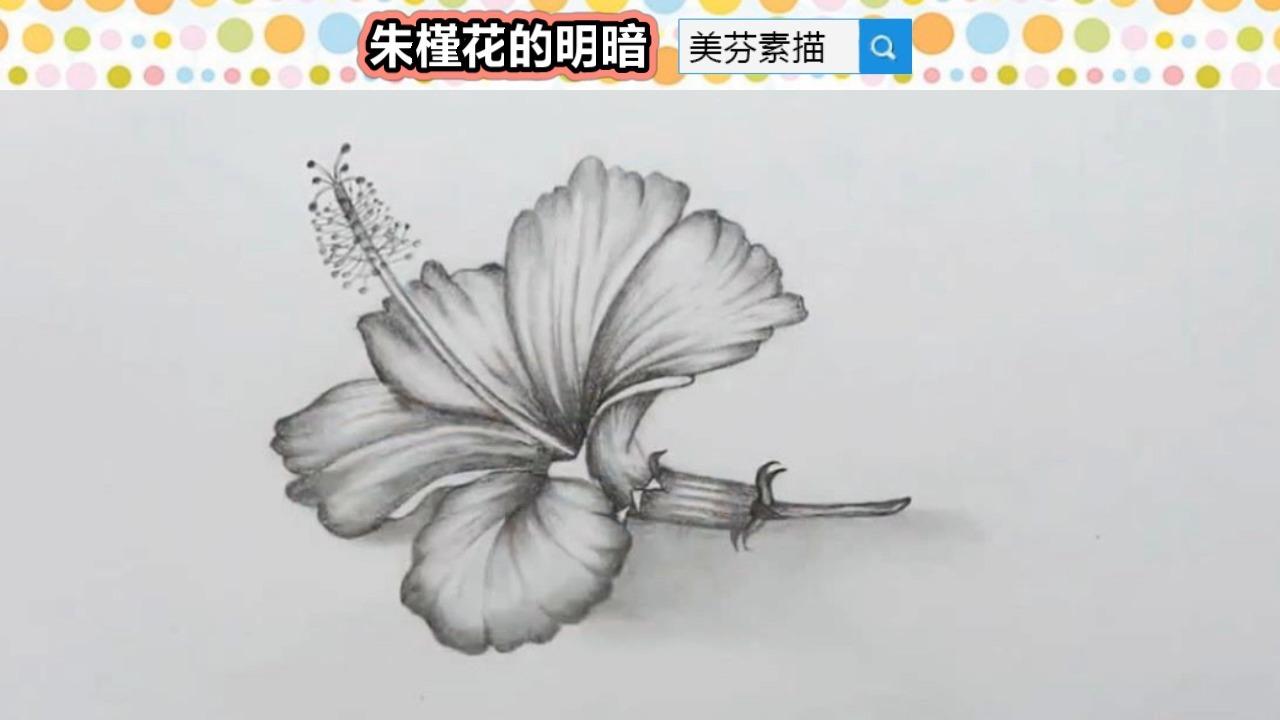 素描花朵的画法技巧教你画一朵漂亮的扶桑朱槿花素描画