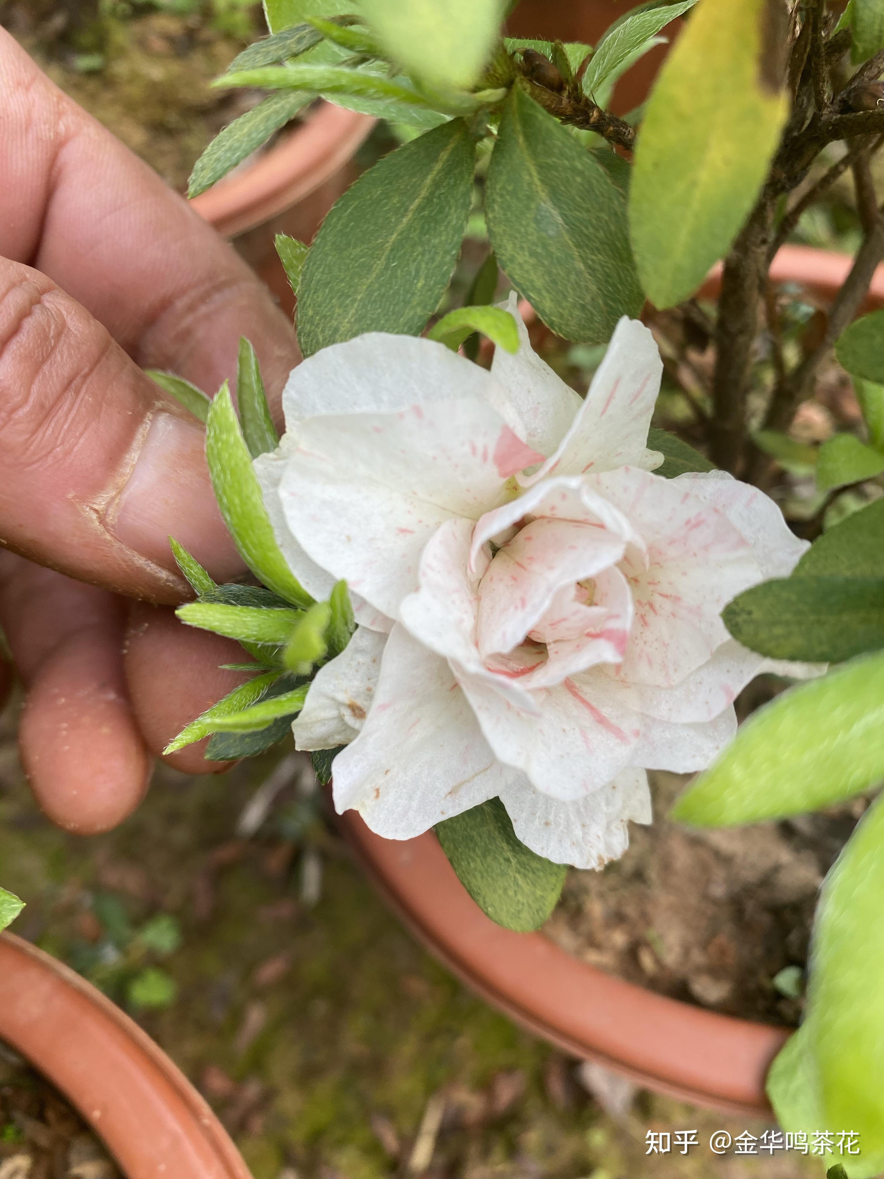 五宝绿珠,娟子舞等杜鹃品种 - 知乎