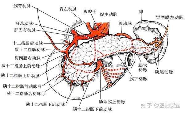 局部解剖学 腹部 — 结肠上区（胰、脾、肝门静脉） - 知乎