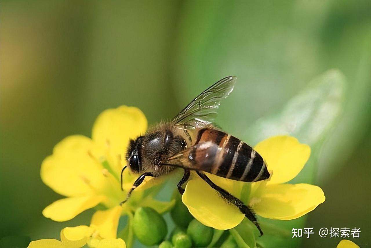 蜜蜂什么情况下才会蛰人？遇到蜜蜂应该怎么做才能避免被蛰？ - 知乎