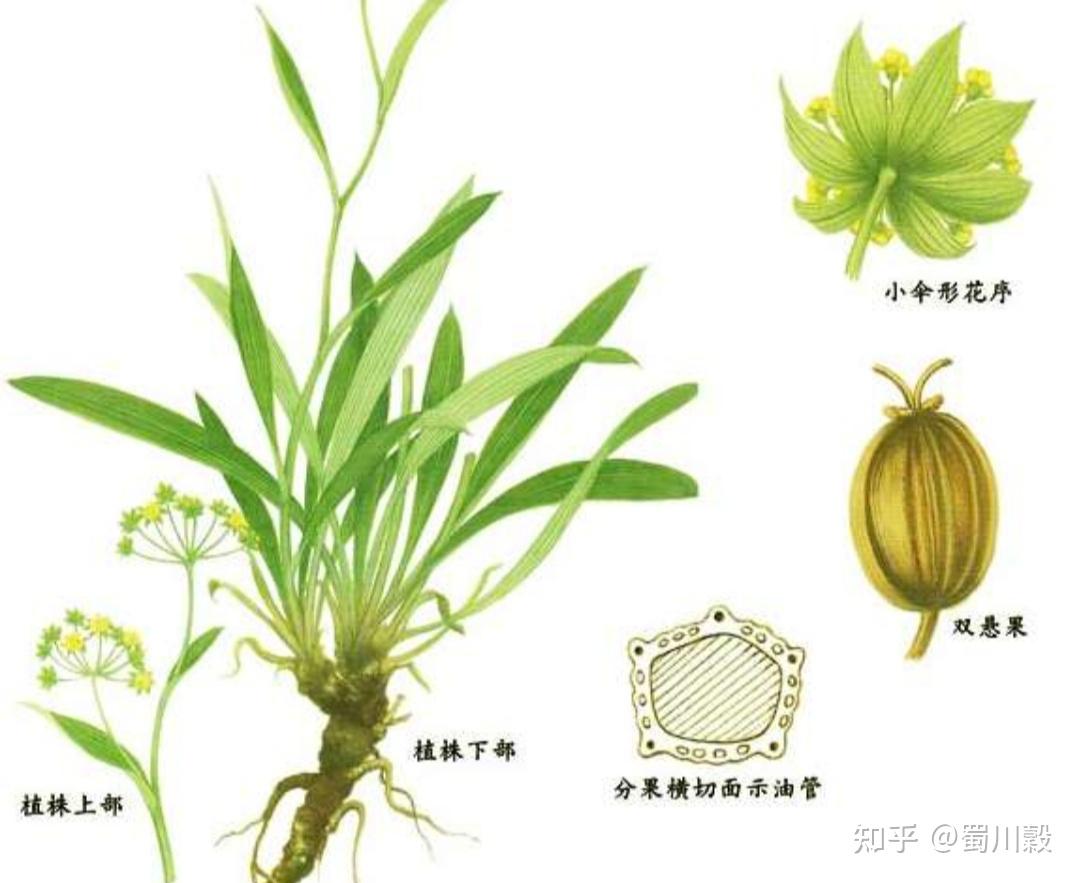 每日一药--柴胡